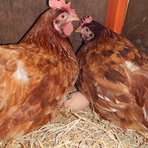 Hens laying delicious organic eggs